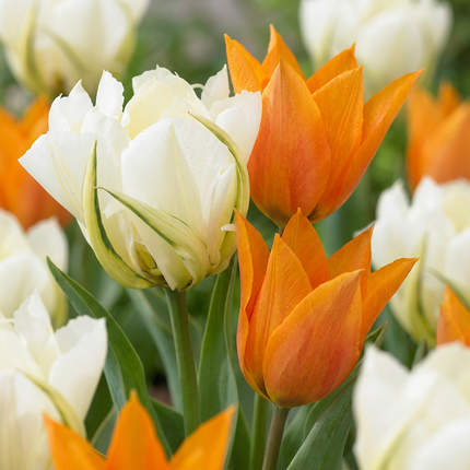 120x Tulipa Sunbath - Bloembollen - Tulp Sunbath - Geel en Wit - Voorjaarsbloeier - Bolmaat 11/12