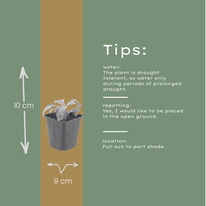 Stachys byzantina 'Silver Carpet' - Ezelsoor - ↕10-25cm - Ø9cm - 12x