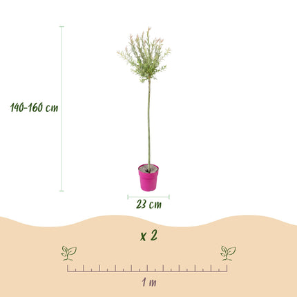Salix Flamingo - Flamingo Wilg op stam - Ø23cm - ↕140-160cm - 2x