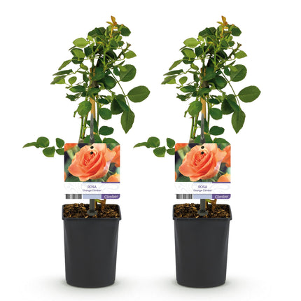Climbing Rose - Rosa Orange Climber - Orange Flower - Low Maintenance - 2 Plants - 11cm Pot Height 40cm