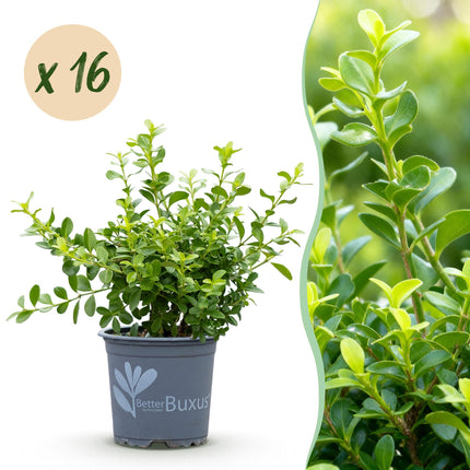 Boxwood Hedge - BetterBuxus Babylon Beauty - Resistant to Boxwood blight - 2 linear meters - ↕20-25cm - Ø9cm - 16x