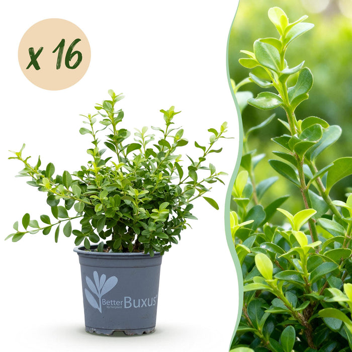 Green boutiQ – Buchsbaumhecke – BetterBuxus Babylon Beauty – Resistent gegen Buchsbaumpilz – 16 Pflanzen – 2 laufende Meter – Topf 9 cm, Höhe 20–25 cm