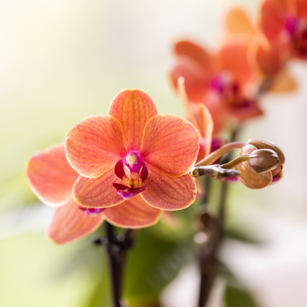 Kolibri Orchids | Kit d'orchidées Diabolo Twin White | deux orchidées Bolzano orange Ø9cm