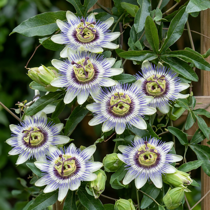 Passiflora caerulea - Blauwe passiebloem 4x - Wit - Paars - Klimplant - Ø9cm - ↕35cm