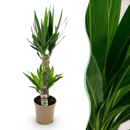 Yucca Elephantipes - ↕75cm - Ø17cm