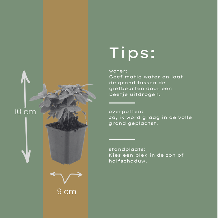 12x Euphorbia amygdal. robbiae - ↕10-25cm - Ø9cm