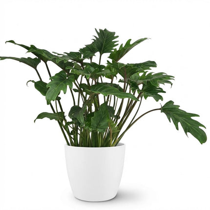 Philodendron Xanadu - Groen - met witte pot - ↕60cm - Ø19cm