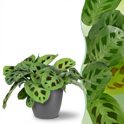 Maranta Fascinator Kerchoveana - Zebra plant - with grey plant pot - ↕25cm - Ø12cm