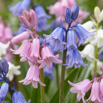 160x Hyacinthoides Hispanica mix - Bloembollen - Spaanse boshyacint mix - Diversen - Verwilderingsbol - Bolmaat 7/8