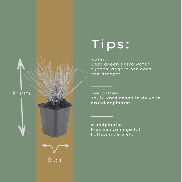 6x Sesleria autumnalis - ↕10-25cm - Ø9cm