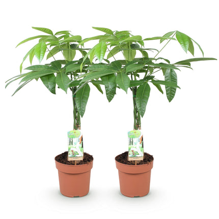 Pachira Aquatica braided trunk - Money tree - ↕60-70cm - Ø17cm - 2x