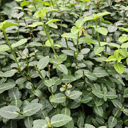 Euonymus fortunei radicans - Chapeau de cardinal japonais - ↕10-25cm - Ø9cm - 12x