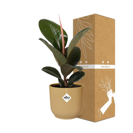 Ficus Elastica ‘Robusta’ in gele elho Vibes Fold - Ø14cm