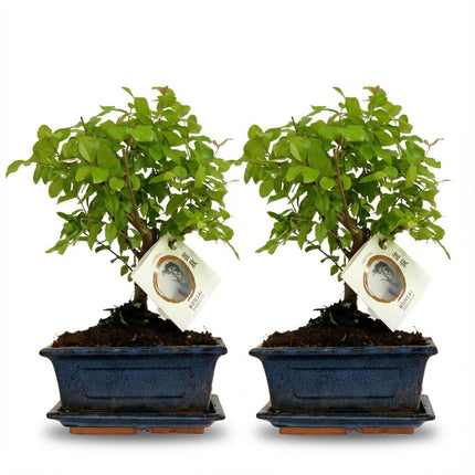 Bonsai Bol vorm Boom - ↕25-30 cm (mix keramiek) - 2x