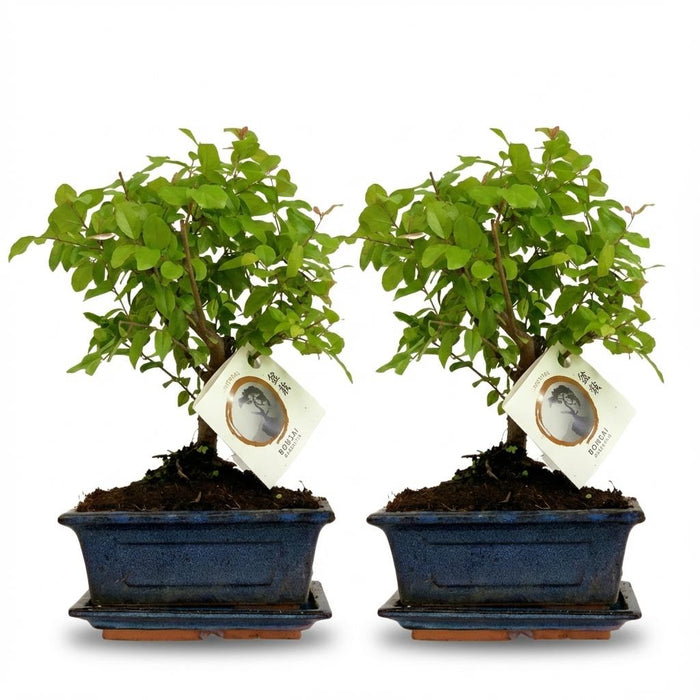 Bonsai Bol vorm Boom - ↕25-30 cm (mix keramiek) - 2x