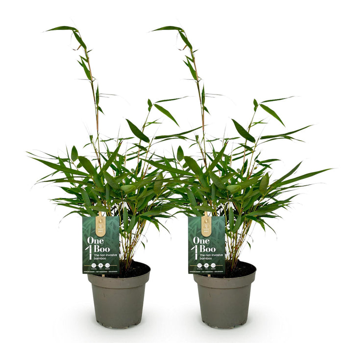 Fargesia robusta Pingwu - Niet Woekerende Bamboe - Groen - ↕35cm - Ø14cm - 2x