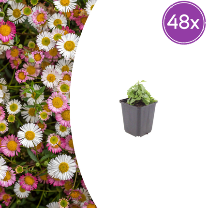 Erigeron karvinskianus - Muurfijnstraal - ↕10-25cm - Ø9cm - 48x