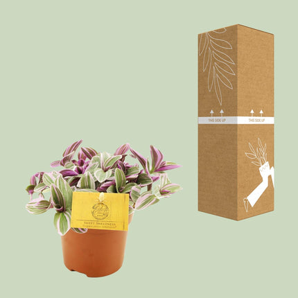 Tradescantia Sweetness - Roślina ojcowska - Ø10,5 cm - ↕10 cm
