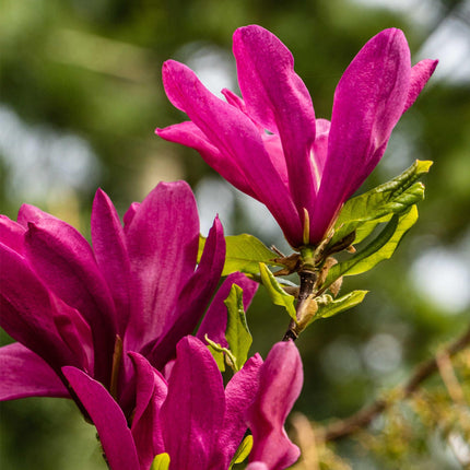 Magnolia Susan - Fleurs rose foncé - 1 plant - Caduc - Entretien facile - Pot de 17 cm, hauteur 45 cm
