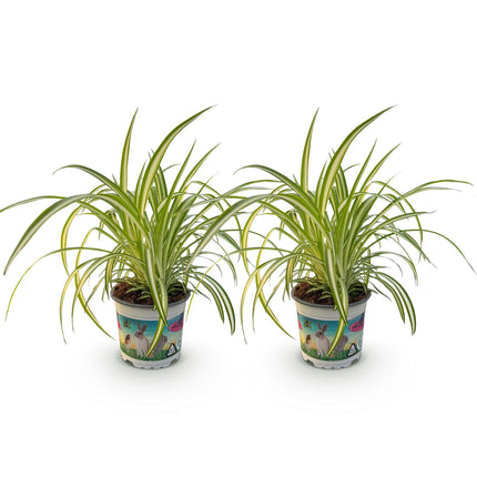Chlorophytum comosum Variegatum - Graslelie - Bont - ↕25-30cm - Ø12cm - 2x