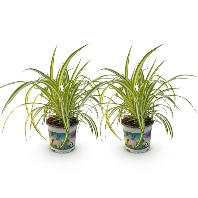 Chlorophytum comosum Variegatum – Katzengras – Haustierfreundlich – Farbenfroh – 2 Pflanzen – 12-cm-Topf – 25–30 cm hoch