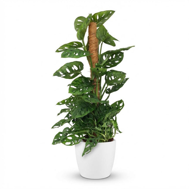Monstera Andansonii Moss Pole - Monkey Mask - z białą doniczką - ↕90cm - Ø19cm
