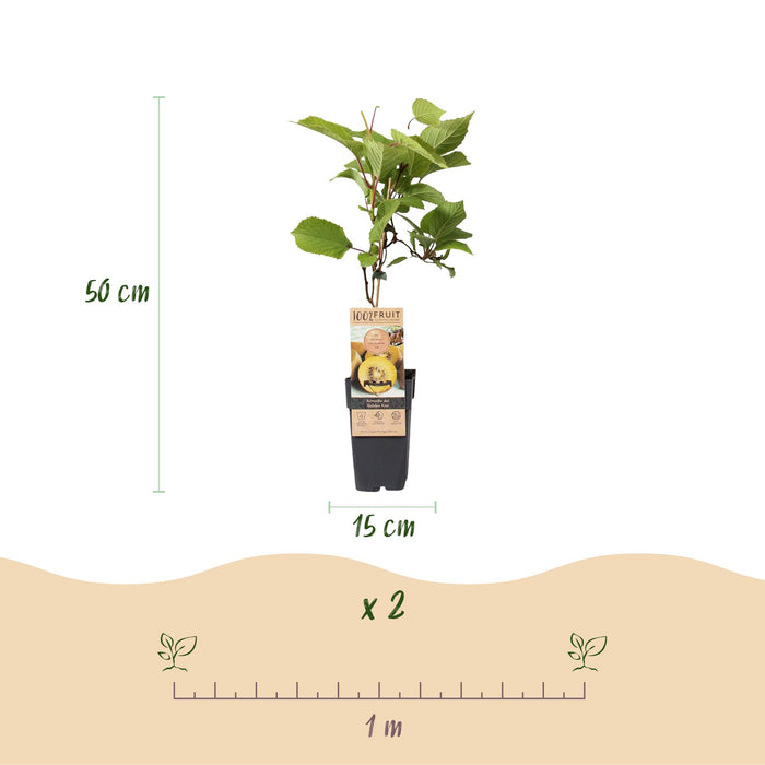 Fruitplant - Groene & Gele Kiwi - Actinidia deliciosa Jenny & Golden Kiwi  - 2 planten  - Pot 15cm Hoogte 50cm