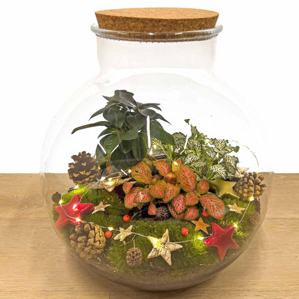 Bolder Bob Bonsai na Boże Narodzenie - DIY - ↕30 cm