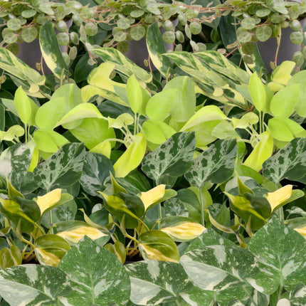 Baby Planten Tropical Mix - Diversen 6x - Tropisch - incl. Copper Reef - Ø6cm - ↕10-15cm