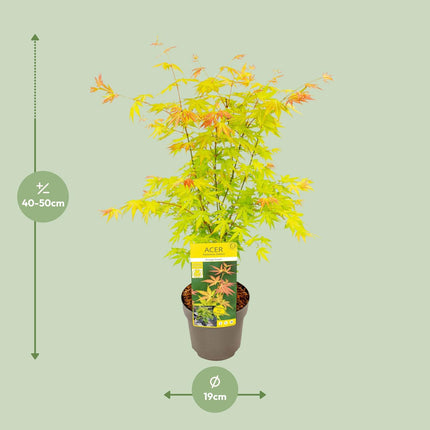 Acer Palmatum Orange Dream - Japansk Ahorn - ↕50cm - Ø19cm