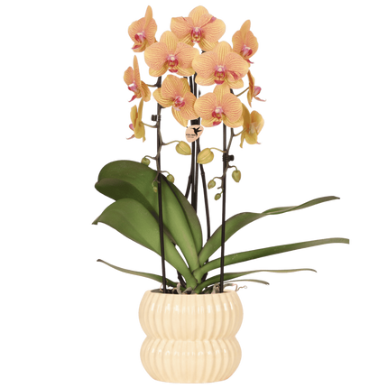 Kolibri Orchids | Oranje Sunny Bunny Niagara Falls orchidee + Horizon sierpot geel – potmaat Ø12cm