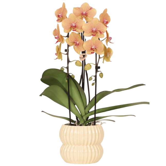 Kolibri Orchids | Oranje Sunny Bunny Niagara Falls orchidee + Horizon sierpot geel – potmaat Ø12cm