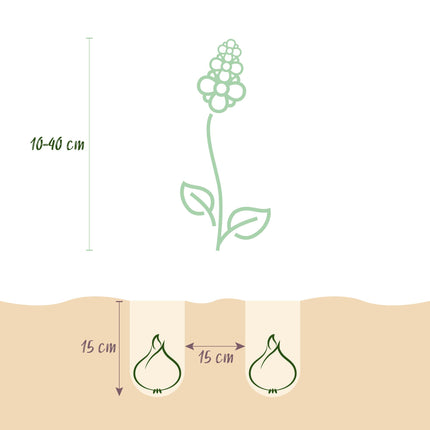Bulbes de fleurs - Mélange de bulbes pour jardin - Variétés et couleurs variées - 125 pièces - Emballage cadeau