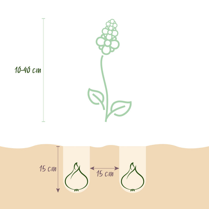 Bloembollen - Bulb Garden mix - Diversen soorten en kleuren - 125 stuks - Gift Verpakking