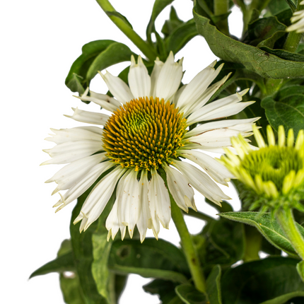 Echinacea Purpurea White - Zonnehoed - ↕60-70cm - Ø19cm