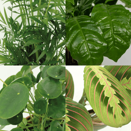 Pet-Friendly Plant Box - ↕20-40cm - Ø12cm - 4x