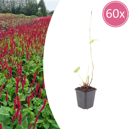 Persicaria amplexicaulis 'Blackfield' - Duizendknoop - ↕10-25cm - Ø9cm - 60x