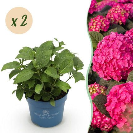 Hydrangea Endles Summer Summer Love Red - Hortensia - Rood - ↕20-25cm - Ø14cm - 2x