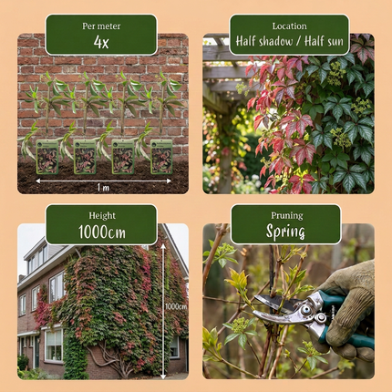 Parthenocissus henryana - Chinese wingerd 4x - Groen - Klimplant - Ø9cm - ↕35cm