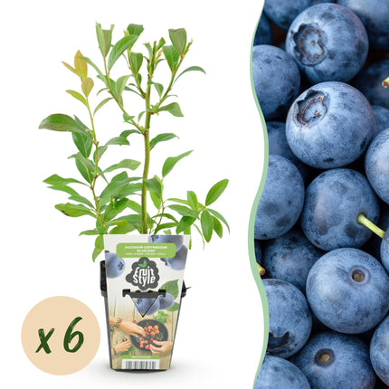 Heidelbeerpflanze (Vaccinium corymbossum 'Bluecrop') – Topf 9 cm – 6 Heidelbeeren
