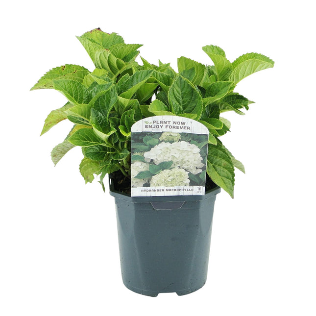 Hortensia - Hydrangea macrophylla Hvid - Hvid Blomst - 3 Planter - 1 m² - Løvfældende - Lav Vedligeholdelse - Potte 17 cm Højde 30 cm