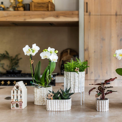 Kolibri Home | Oyster Twin sierpot - Ø12 cm