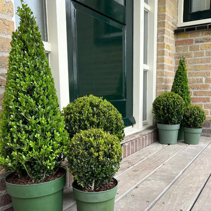 Ilex pyramid - ↕55cm - Ø21cm - 1x