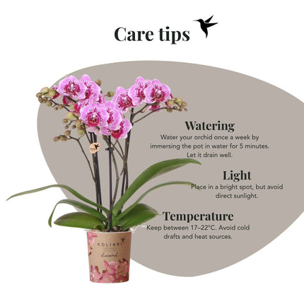 Kolibri Orchids | Roze-paarse Phalaenopsis orchidee - Diamond El Salvador - bloeiende kamerplant - vers van de kweker - Ø9cm