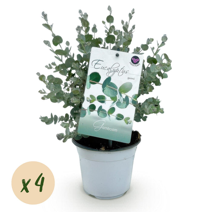 Terrasplant - Eucalyptus boom - Eucalyptus gunni  - Grijs - 4 Planten - Winterhard - Pot 14cm Hoogte 30cm