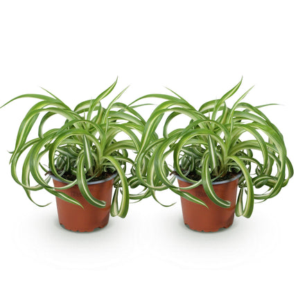 Chlorophytum comosum Bonnie - Lirio de hierba - ↕20-25cm - Ø12cm - 2x
