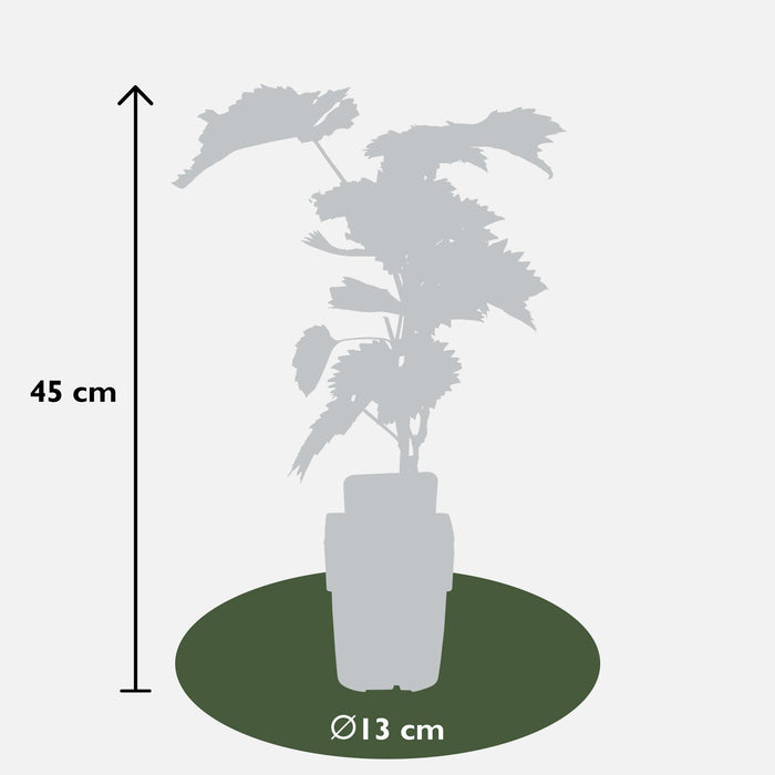 Vitis Vinifera 'Boskoop Glory' - Blauwe druif - ↕45cm - Ø13cm