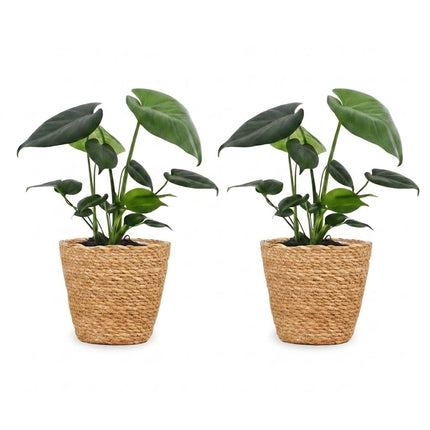 Monstera Deliciosa - Gatenplant - 2x- met Zeegras Mand - Pot 12cm - Hoogte 30cm