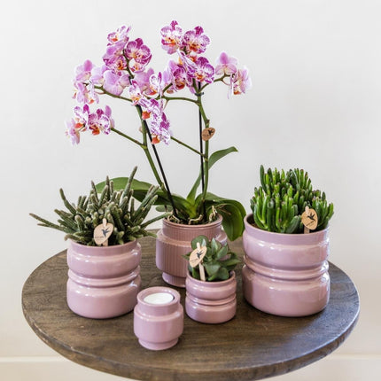 Kolibri Orchids | Combi Deal - 2 Roze-Paarse Phalaenopsis Orchideeën Diamond Bora Bora - Ø9 cm