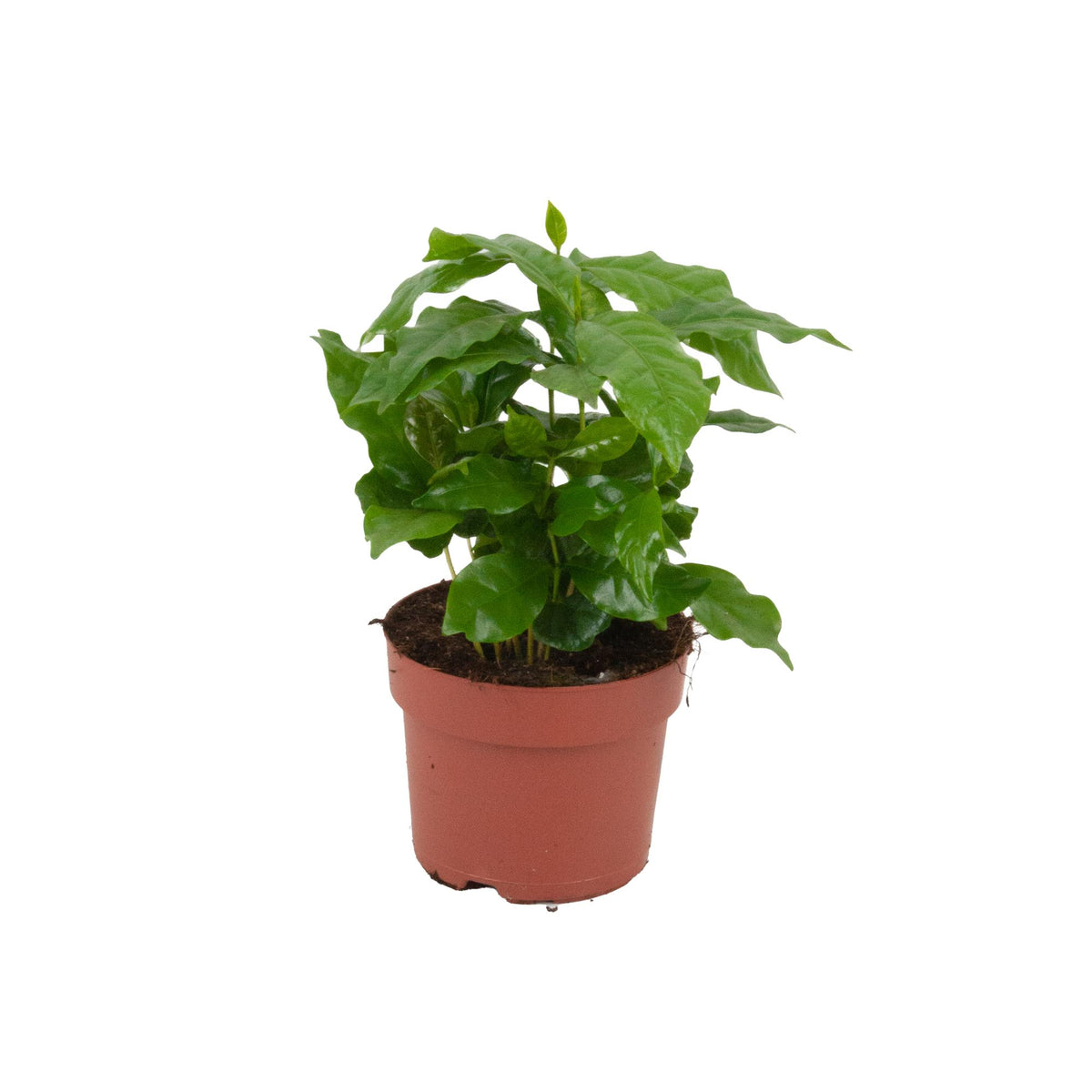 coffea arabica zimmerpflanze pflege Coffea Arabica - ↕20-25cm